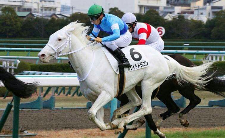 ⭐︎幻のWHITE HORSE⭐︎ af035a6ccddac56fcabada3f25bf3f